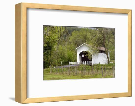 USA, Oregon, Philomath. Harris Bridge Vineyard by the Covered Bridge-Janis Miglavs-Framed Photographic Print