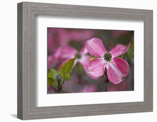 USA, Oregon. Pink Dogwood Blossom Close-up-Jean Carter-Framed Photographic Print