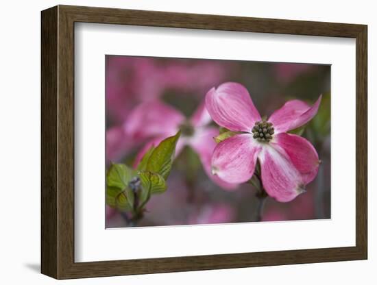 USA, Oregon. Pink Dogwood Blossom Close-up-Jean Carter-Framed Photographic Print