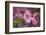 USA, Oregon. Pink Dogwood Blossom Close-up-Jean Carter-Framed Photographic Print