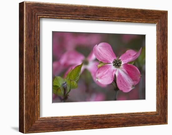 USA, Oregon. Pink Dogwood Blossom Close-up-Jean Carter-Framed Photographic Print