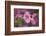 USA, Oregon. Pink Dogwood Blossom Close-up-Jean Carter-Framed Photographic Print