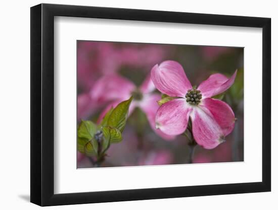 USA, Oregon. Pink Dogwood Blossom Close-up-Jean Carter-Framed Photographic Print