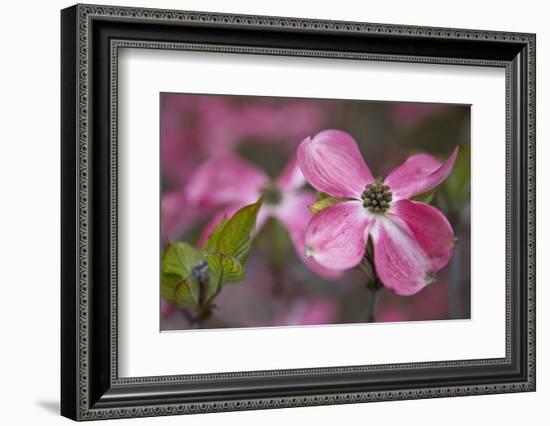 USA, Oregon. Pink Dogwood Blossom Close-up-Jean Carter-Framed Photographic Print