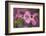 USA, Oregon. Pink Dogwood Blossom Close-up-Jean Carter-Framed Photographic Print