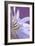 USA, Oregon, Portland. Close-Up of Chicory Wildflower-Jaynes Gallery-Framed Photographic Print