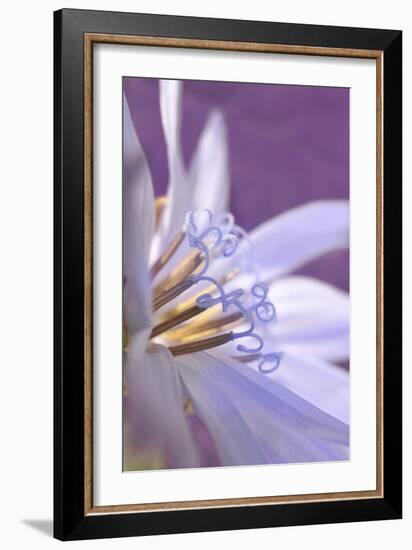 USA, Oregon, Portland. Close-Up of Chicory Wildflower-Jaynes Gallery-Framed Photographic Print