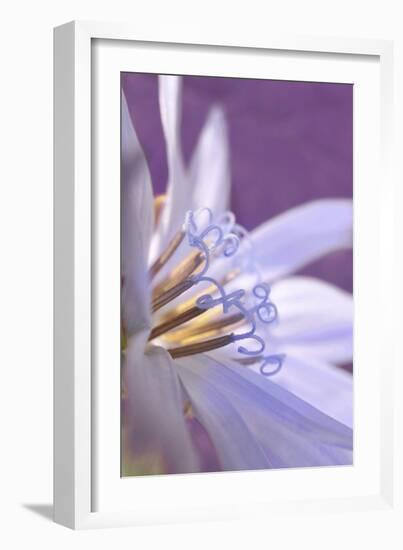 USA, Oregon, Portland. Close-Up of Chicory Wildflower-Jaynes Gallery-Framed Photographic Print