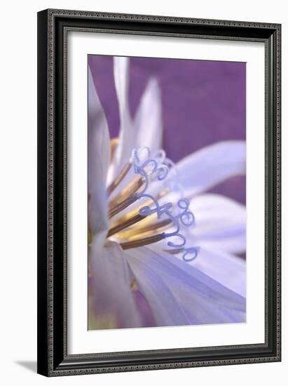 USA, Oregon, Portland. Close-Up of Chicory Wildflower-Jaynes Gallery-Framed Photographic Print