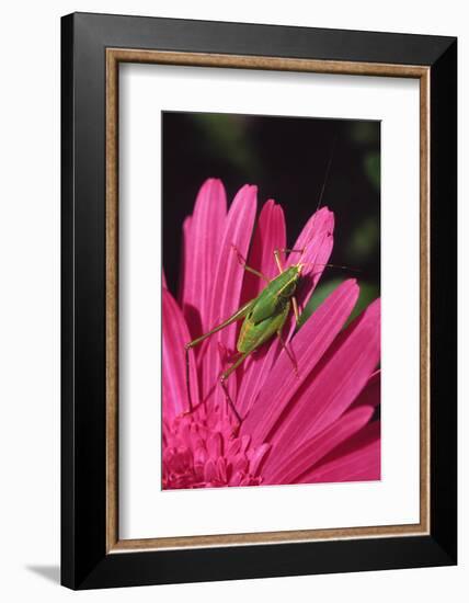 USA, Oregon, Portland. Fork-Tailed Bush Katydid on Gerbera Flower-Steve Terrill-Framed Photographic Print