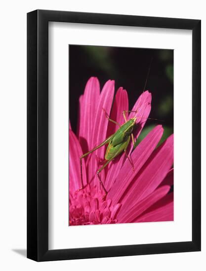 USA, Oregon, Portland. Fork-Tailed Bush Katydid on Gerbera Flower-Steve Terrill-Framed Photographic Print