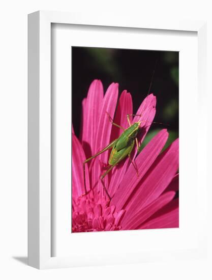 USA, Oregon, Portland. Fork-Tailed Bush Katydid on Gerbera Flower-Steve Terrill-Framed Photographic Print