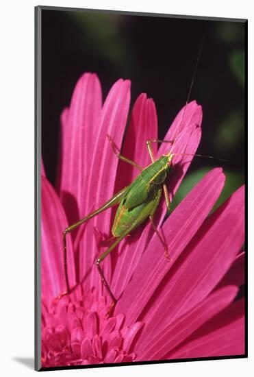 USA, Oregon, Portland. Fork-Tailed Bush Katydid on Gerbera Flower-Steve Terrill-Mounted Photographic Print