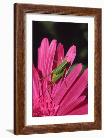 USA, Oregon, Portland. Fork-Tailed Bush Katydid on Gerbera Flower-Steve Terrill-Framed Photographic Print