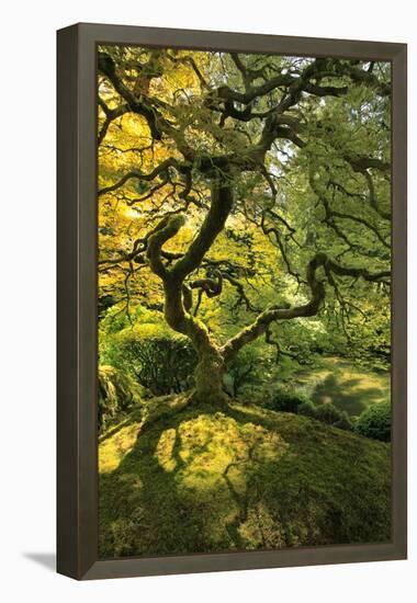 Usa, Oregon, Portland. Japanese lace maple tree-Jaynes Gallery-Framed Premier Image Canvas
