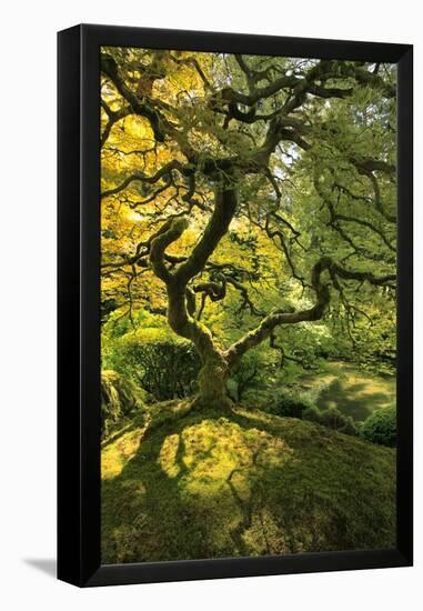 Usa, Oregon, Portland. Japanese lace maple tree-Jaynes Gallery-Framed Premier Image Canvas