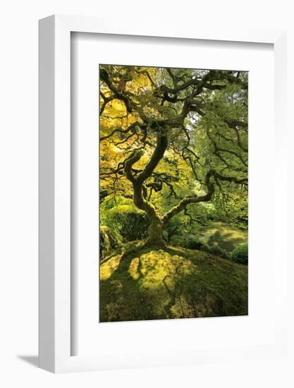 Usa, Oregon, Portland. Japanese lace maple tree-Jaynes Gallery-Framed Photographic Print
