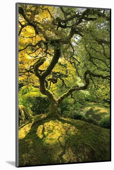 Usa, Oregon, Portland. Japanese lace maple tree-Jaynes Gallery-Mounted Photographic Print