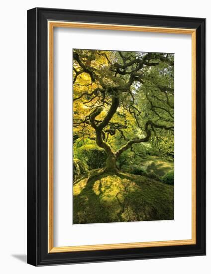 Usa, Oregon, Portland. Japanese lace maple tree-Jaynes Gallery-Framed Photographic Print