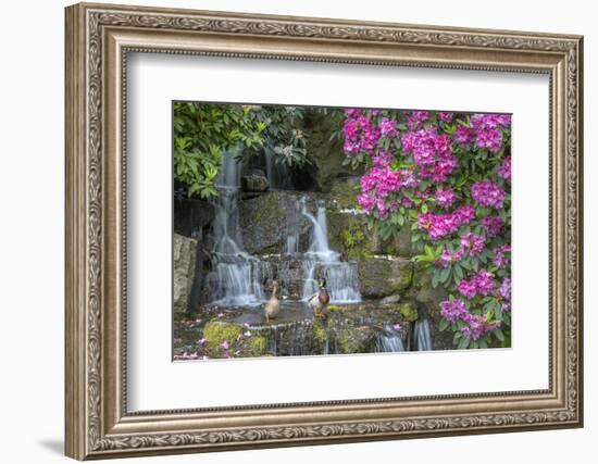 USA, Oregon, Portland, Mallard ducks, male and female pair with rhododendrons.-John Barger-Framed Photographic Print