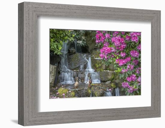 USA, Oregon, Portland, Mallard ducks, male and female pair with rhododendrons.-John Barger-Framed Photographic Print