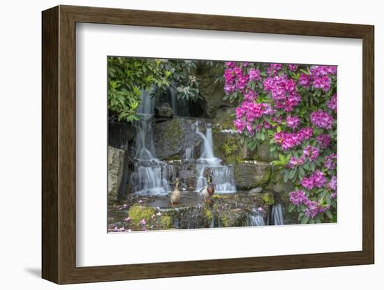 USA, Oregon, Portland, Mallard ducks, male and female pair with rhododendrons.-John Barger-Framed Photographic Print