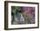 USA, Oregon, Portland, Mallard ducks, male and female pair with rhododendrons.-John Barger-Framed Photographic Print