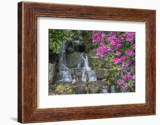 USA, Oregon, Portland, Mallard ducks, male and female pair with rhododendrons.-John Barger-Framed Photographic Print