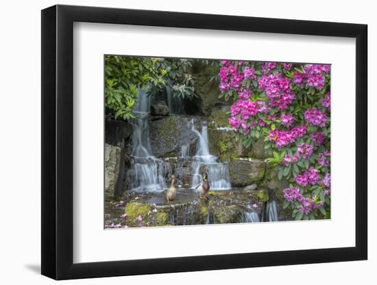 USA, Oregon, Portland, Mallard ducks, male and female pair with rhododendrons.-John Barger-Framed Photographic Print