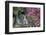 USA, Oregon, Portland, Mallard ducks, male and female pair with rhododendrons.-John Barger-Framed Photographic Print