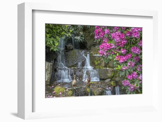 USA, Oregon, Portland, Mallard ducks, male and female pair with rhododendrons.-John Barger-Framed Photographic Print