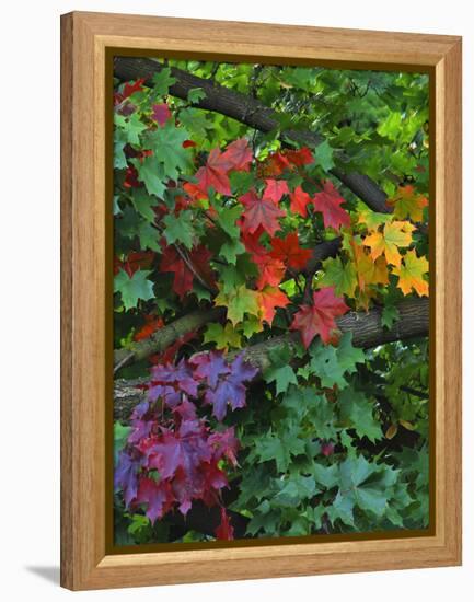 USA, Oregon, Portland. Sugar Maple Tree Scenic-Steve Terrill-Framed Premier Image Canvas