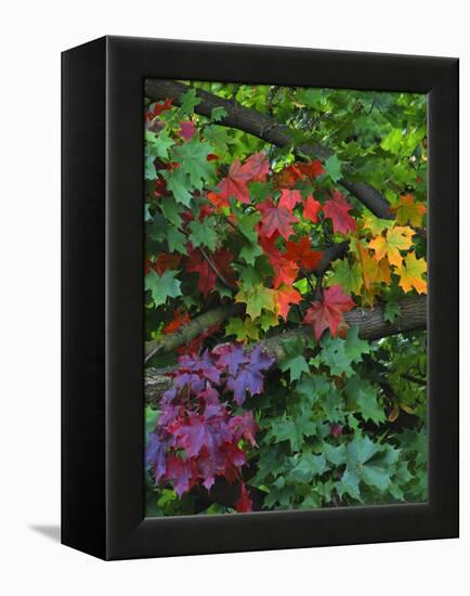 USA, Oregon, Portland. Sugar Maple Tree Scenic-Steve Terrill-Framed Premier Image Canvas