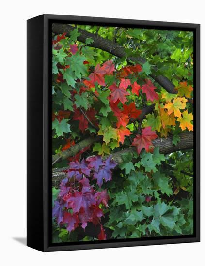 USA, Oregon, Portland. Sugar Maple Tree Scenic-Steve Terrill-Framed Premier Image Canvas