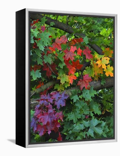 USA, Oregon, Portland. Sugar Maple Tree Scenic-Steve Terrill-Framed Premier Image Canvas