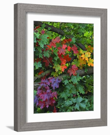 USA, Oregon, Portland. Sugar Maple Tree Scenic-Steve Terrill-Framed Photographic Print