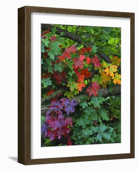 USA, Oregon, Portland. Sugar Maple Tree Scenic-Steve Terrill-Framed Photographic Print