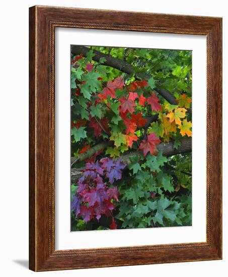 USA, Oregon, Portland. Sugar Maple Tree Scenic-Steve Terrill-Framed Photographic Print