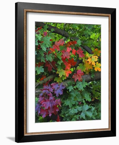 USA, Oregon, Portland. Sugar Maple Tree Scenic-Steve Terrill-Framed Photographic Print