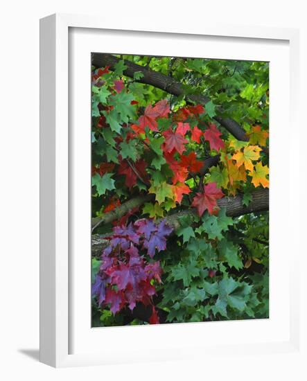 USA, Oregon, Portland. Sugar Maple Tree Scenic-Steve Terrill-Framed Photographic Print