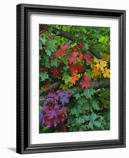 USA, Oregon, Portland. Sugar Maple Tree Scenic-Steve Terrill-Framed Photographic Print