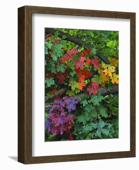 USA, Oregon, Portland. Sugar Maple Tree Scenic-Steve Terrill-Framed Photographic Print