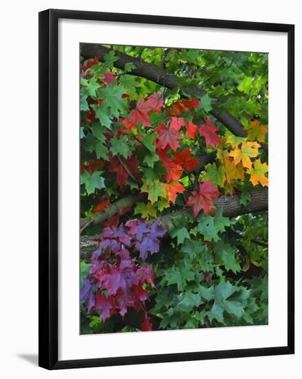 USA, Oregon, Portland. Sugar Maple Tree Scenic-Steve Terrill-Framed Photographic Print