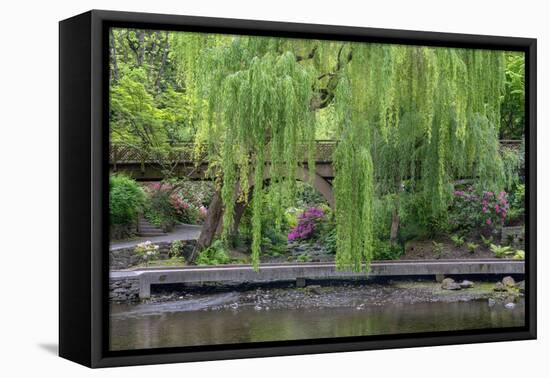 USA, Oregon, Portland, Weeping willow above small creek and blooming azalea.-John Barger-Framed Premier Image Canvas