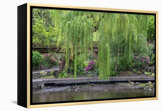 USA, Oregon, Portland, Weeping willow above small creek and blooming azalea.-John Barger-Framed Premier Image Canvas