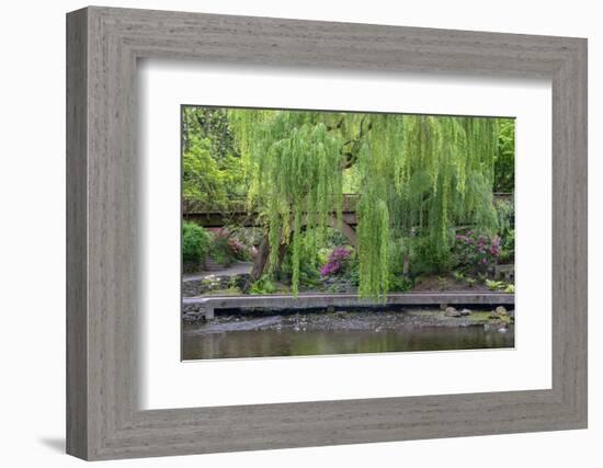 USA, Oregon, Portland, Weeping willow above small creek and blooming azalea.-John Barger-Framed Photographic Print