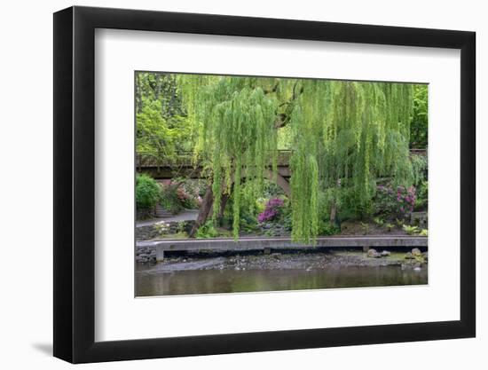 USA, Oregon, Portland, Weeping willow above small creek and blooming azalea.-John Barger-Framed Photographic Print