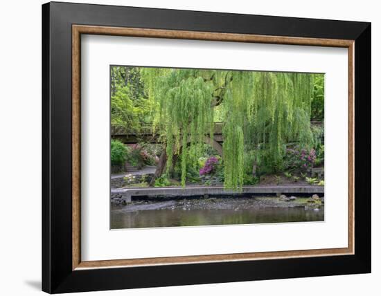 USA, Oregon, Portland, Weeping willow above small creek and blooming azalea.-John Barger-Framed Photographic Print