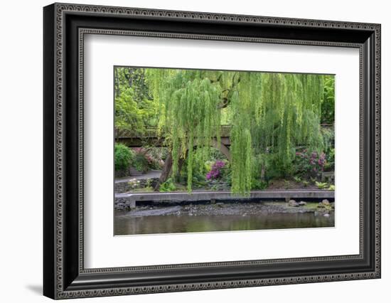 USA, Oregon, Portland, Weeping willow above small creek and blooming azalea.-John Barger-Framed Photographic Print