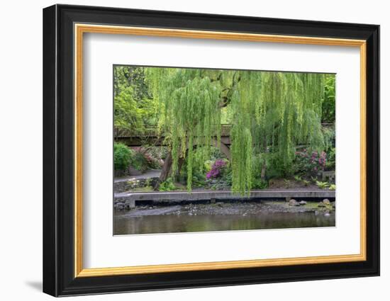 USA, Oregon, Portland, Weeping willow above small creek and blooming azalea.-John Barger-Framed Photographic Print